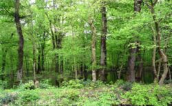 Ajameti Forest